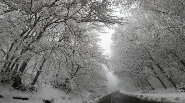 Çam ağacı ormanı ve düşük görüş sisi olan tehlikeli kış dağ yolunda araba gezintisi