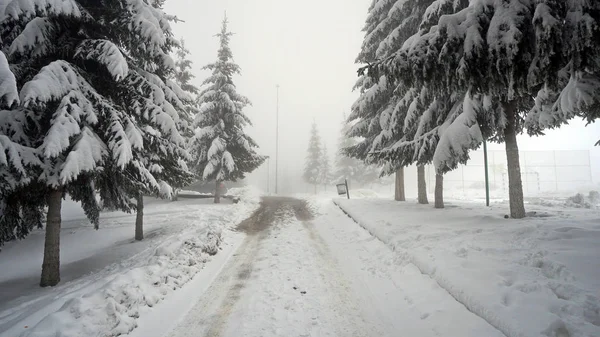 Snowy road leading through dense evergreen mountain pine tree forest in winter with low visibility fog weather