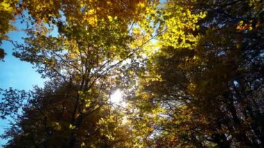 Sarı üfleme wint ile sonbahar orman bırakır, Doğa arka plan