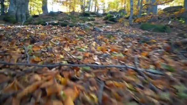 Pov Bewegt Sich Dichten Herbst Junge Bäume Wald — Stockvideo