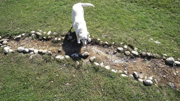 Persone Che Divertono Giocare All Aperto Con Cane Retriver Esecuzione — Foto Stock