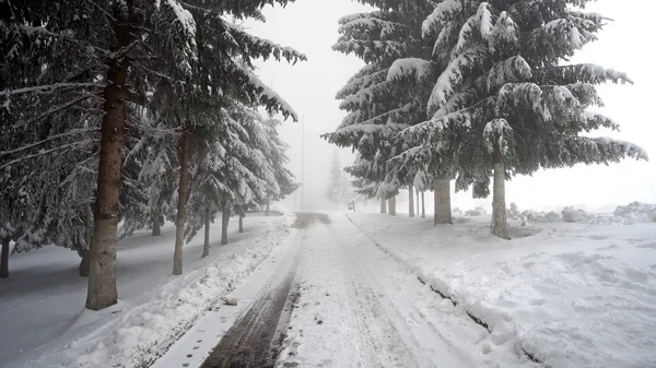 Besneeuwde Weg Door Dichte Groenblijvende Berg Dennenbos Winter Met Lage — Stockfoto