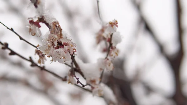 果樹の枝花満開の春の雪で覆われています 映画のようなステディカム ショット — ストック写真