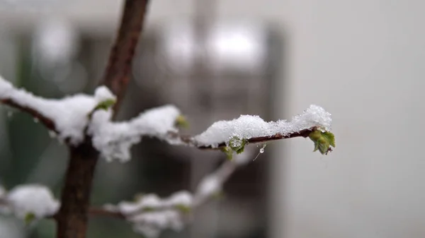 果樹の枝花満開の春の雪で覆われています 映画のようなステディカム ショット — ストック写真