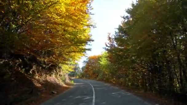 Autofahrerin Fährt Auf Landstraße Berg Zwischen Herbstgelben Bäumen — Stockvideo