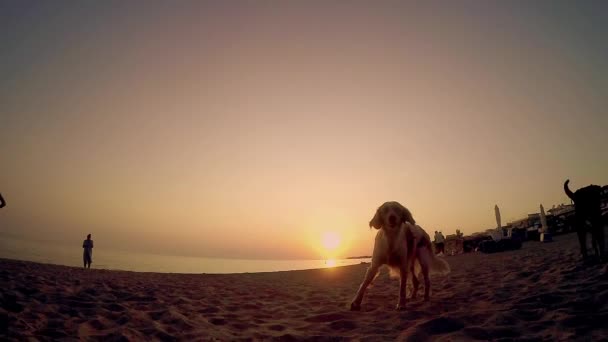 探しているとビーチの夕日 スローモーションでカメラに盗聴犬のショット — ストック動画