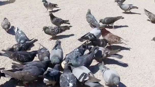 Parijs Duiven Eten Plein Voor Kathedraal Van Notre Dame Slow — Stockvideo