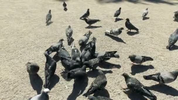 一群鸽子正在巴黎巴黎圣母院吃谷物 — 图库视频影像