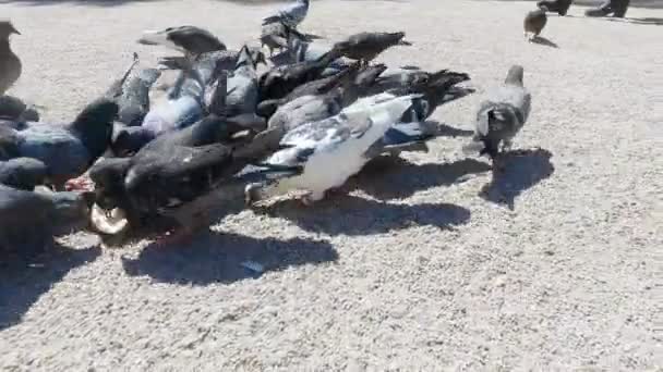 Des Pigeons Battent Pour Nourriture Devant Notre Dame Paris — Video