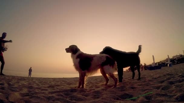 Shot Dogs Mirando Olfateando Cámara Atardecer Playa Movimiento Lento — Vídeo de stock