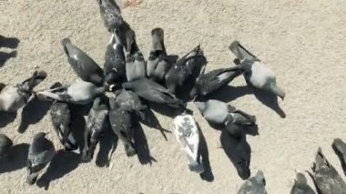 Bir grup güvercin tahıl, Notre Dame de Paris yiyor