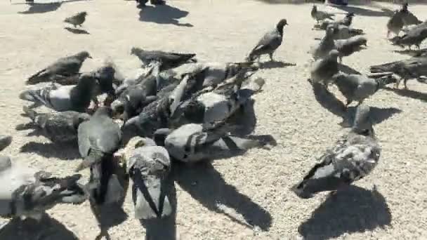 Des Pigeons Battent Pour Nourriture Devant Notre Dame Paris — Video