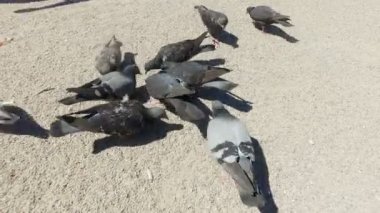 Bir grup güvercin tahıl, Notre Dame de Paris yiyor