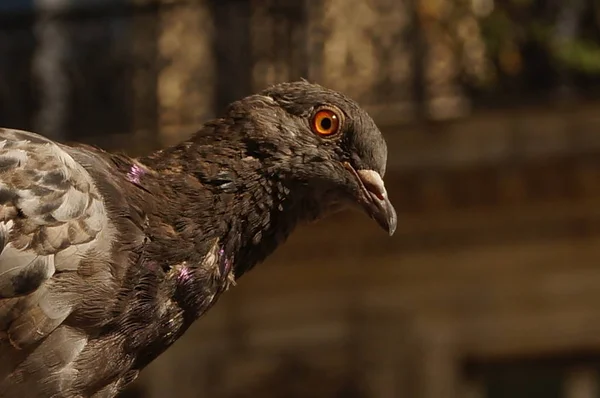 komik bir görünüm ile bir güvercin yüzüne yakın