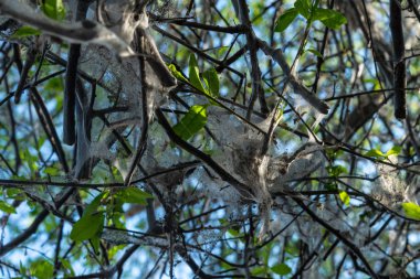 güveler ağacına işgali