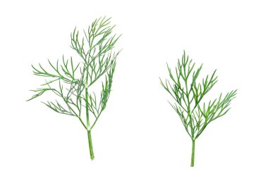 İzole yeşil dereotu yaprakları