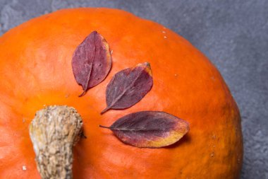 Yaprakları ile yuvarlak Turuncu kabak