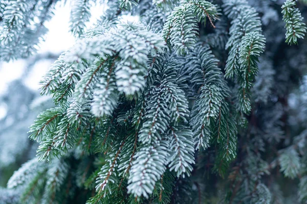 Frosted fir tree branch, background