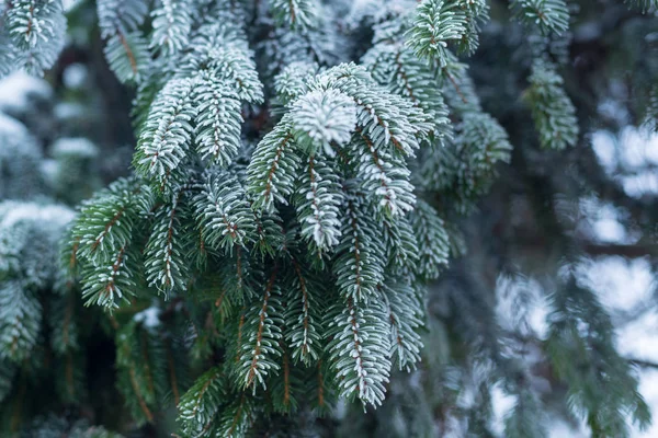 Frosted fir tree branch, background