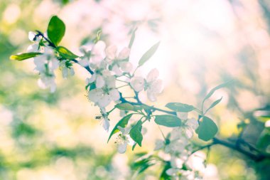 güzel elma çiçekleri arka plan