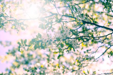 güzel elma çiçekleri arka plan