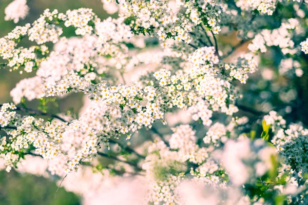 Schöne Apfelblüten Hintergrund — Stockfoto