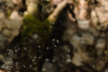 Toz, toz, fug ile Örümcek ağı dokusu