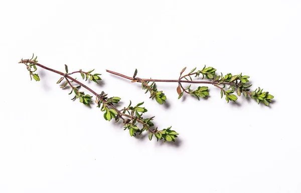 Brunch of thymus, aromatic, isolated — Stock Photo, Image