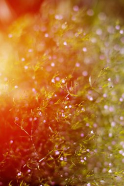 Renkli karışık bahar çiçekleri Bulanık ön planda,arka li