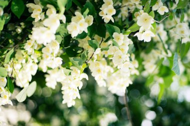 yasemin çiçekleri arka plan, bahar, yaz