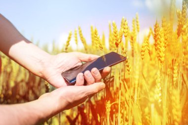 gün batımında çiftçi elinde sarı çavdar ve akıllı telefon