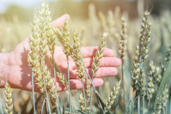 Зеленый ржаной хлеб созревает, фермер рука на закате
