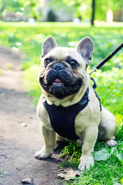 French Bulldog walking in the park with parent — Stock Photo, Image