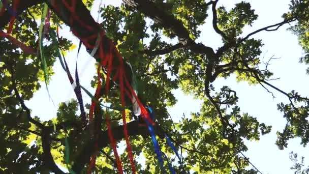 公園の木はカラフルなリボンで飾られています — ストック動画