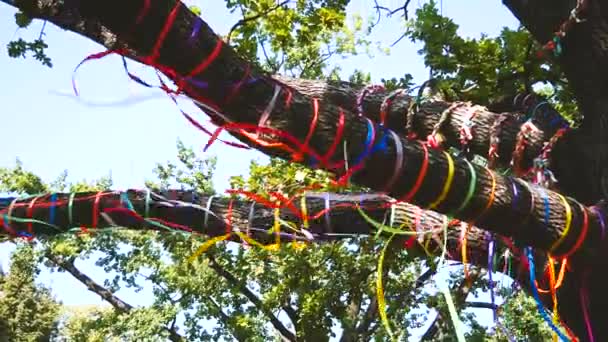 Tree Park Decorated Colorful Ribbons — Stock Video