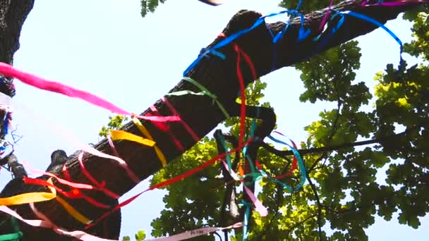 Árvore Parque Decorada Com Fitas Coloridas — Vídeo de Stock