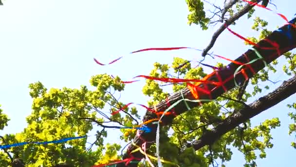 Δέντρο Στο Πάρκο Είναι Διακοσμημένο Πολύχρωμες Κορδέλες — Αρχείο Βίντεο
