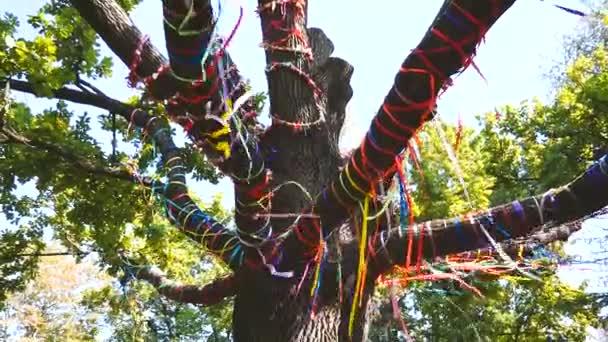 Дерево Парку Прикрашене Різнокольоровими Стрічками — стокове відео