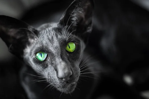 Black cat breed oriental, close up, looking with green eyes — Stock Photo, Image