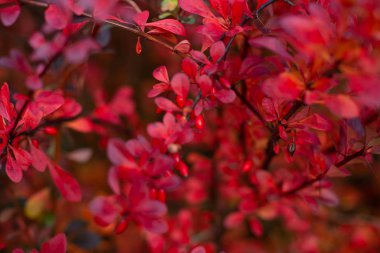 Kırmızıbahar yaprakları çalıların üzerindeki parkta