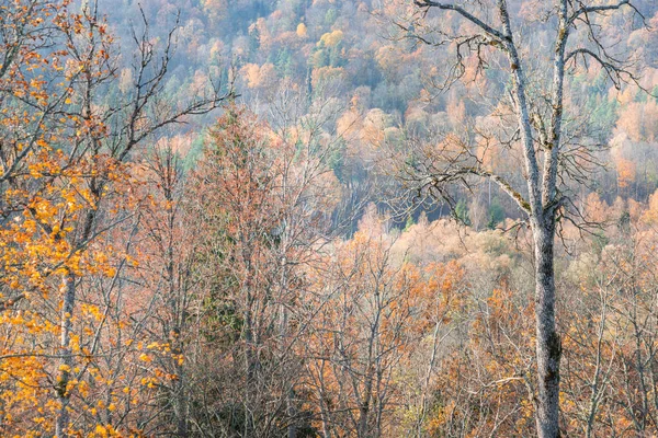 Tree forest in autumn day, landskape — Stock Photo, Image