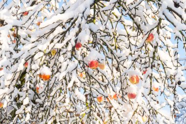 Bir ekim günü sonbahar ağaçlarına kar yağdı, kar altında sarı yapraklar