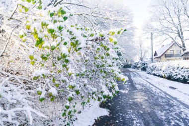 Bir ekim günü sonbahar ağaçlarına kar yağdı, kar altında sarı yapraklar
