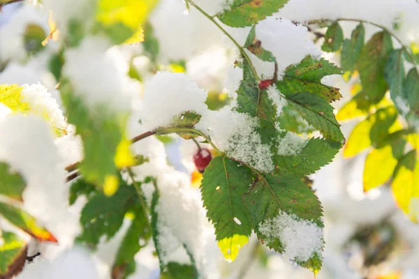 Sneeuw viel op de herfstbomen op een oktober dag, gele bladeren onder sneeuw — Stockfoto