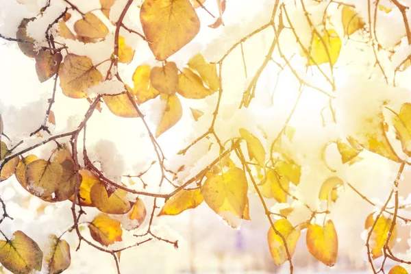 Nevadas cayeron sobre árboles de otoño en un día de octubre, hojas amarillas bajo la nieve —  Fotos de Stock