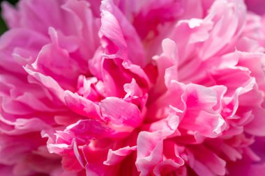 Pembe büyük bir öncü çiçek açar, çiçek açar, yaklaşır