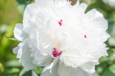 Beyaz öncü kuşak çiçek açar, çiçek açar, yaklaşır