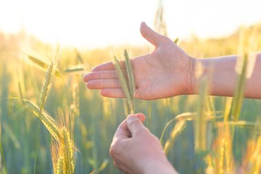 Buğday kulağı tutan insan elleri