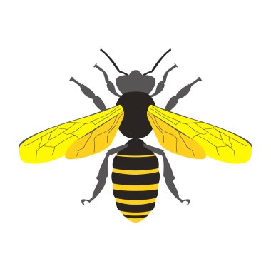 Bal arı simge vektör