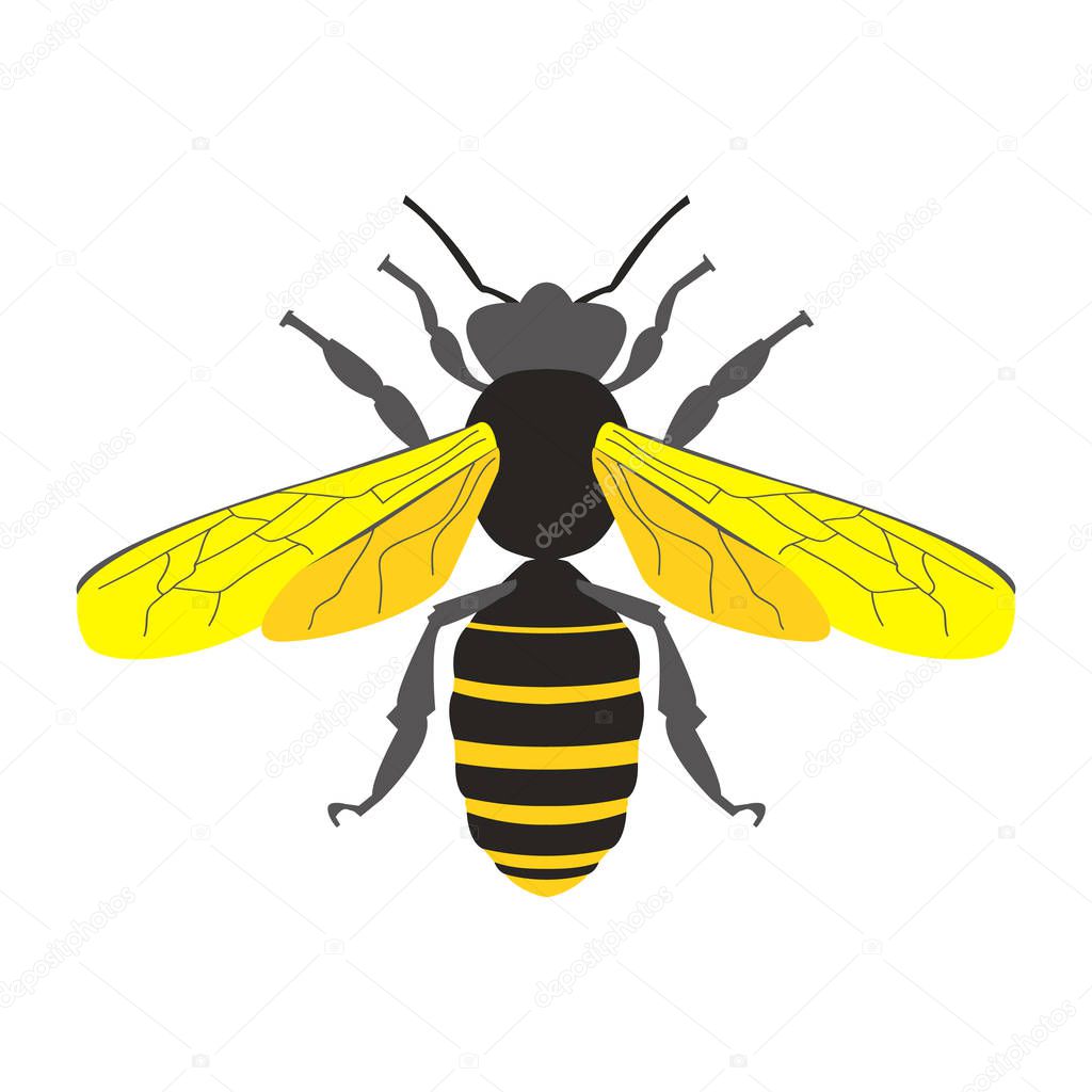 Honey bee  symbol vector